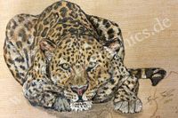 Tierportrait, Leopard, Portrait